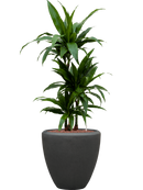 Pot polystone couple anthracite