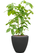 Pot polystone couple anthracite