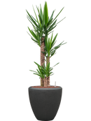 Pot polystone couple anthracite