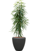 Pot polystone couple anthracite