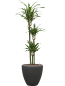 Pot polystone couple anthracite