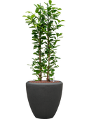 Pot polystone couple anthracite