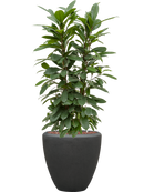 Pot polystone couple anthracite