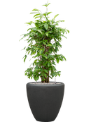 Pot polystone couple anthracite