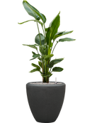 Pot polystone couple anthracite