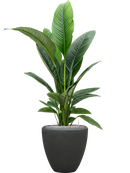 Pot polystone couple anthracite