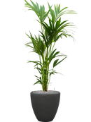 Pot polystone couple anthracite