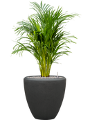 Pot polystone couple anthracite