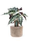 Pot terra cotta cylinder grise