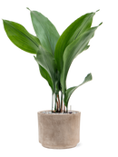 Pot terra cotta cylinder grise