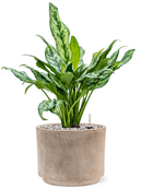 Pot terra cotta cylinder grise