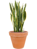 Pot terra cotta couple orange