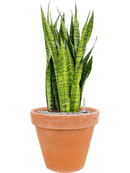 Pot terra cotta couple orange