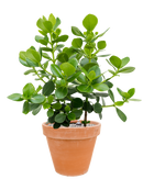 Pot terra cotta couple orange