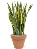 Pot terra cotta couple orange