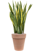 Pot terra cotta couple orange