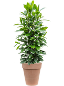 Pot terra cotta couple orange