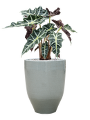 Pot one and only partner grise