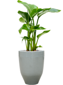 Pot one and only partner grise