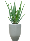 Pot one and only partner grise