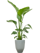 Pot one and only partner grise