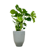 Pot one and only partner grise