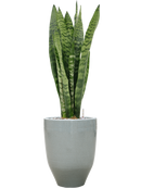 Pot one and only partner grise