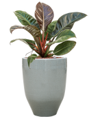 Pot one and only partner grise