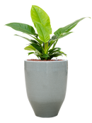 Pot one and only partner grise