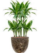 Pot lava couple noire