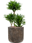 Pot luxe lite cylinder bronze