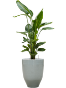 Pot one and only partner grise