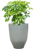 Pot one and only partner grise