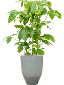 Pot one and only partner grise