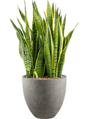 Pot grigio couple grise