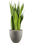 Pot grigio couple grise