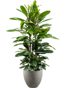 Pot grigio couple grise