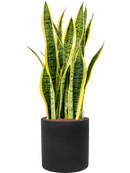 Pot rough cylinder noire