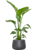 Pot angle darcy anthracite