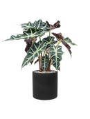 Pot rough cylinder noire