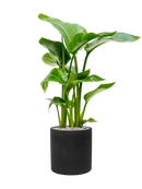 Pot rough cylinder noire