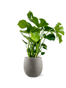 Pot grigio emperor grise