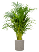 Pot rough cylinder grise