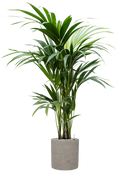 Pot rough cylinder grise