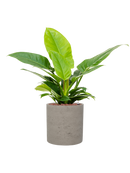 Pot rough cylinder grise