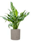 Pot rough cylinder noire