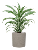 Pot rough cylinder noire