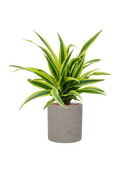 Pot rough cylinder grise