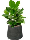 Pot rough darcy noire