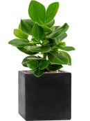 Pot natural cube noire